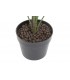 Planta PVC Fatsia Japónica 64x64x90 cm