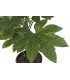Planta PVC Fatsia Japónica 64x64x90 cm