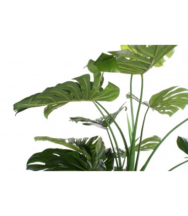 Planta EVA Costilla de Adán 90x90x200 cm
