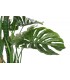 Planta EVA Costilla de Adán 90x90x200 cm