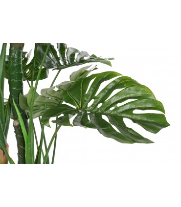 Planta EVA Costilla de Adán 90x90x200 cm
