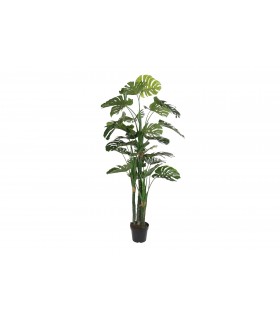 Planta EVA Costilla de Adán 90x90x200 cm