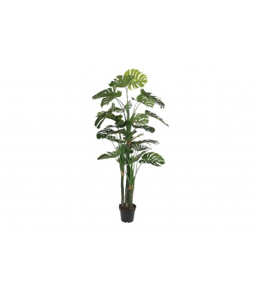 Planta EVA Costilla de Adán 90x90x200 cm