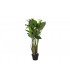 Planta Lirio PE de agua verde 50x50x100 cm