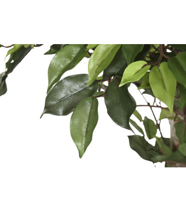 Almendro blanco PVC 80x80x200 cm