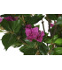 Árbol PE Buganvilla Fucsia 80x80x190 cm