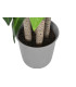 Planta PE Dracaena 80x80x180 cm