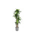 Planta PE Dracaena 80x80x180 cm