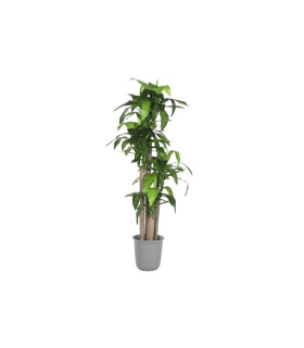 Planta PE Dracaena 80x80x180 cm