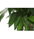 Planta PE Dracaena 80x80x180 cm